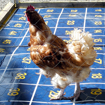 Chicken poop bingo at the Lytton River Festival in Lytton, BC