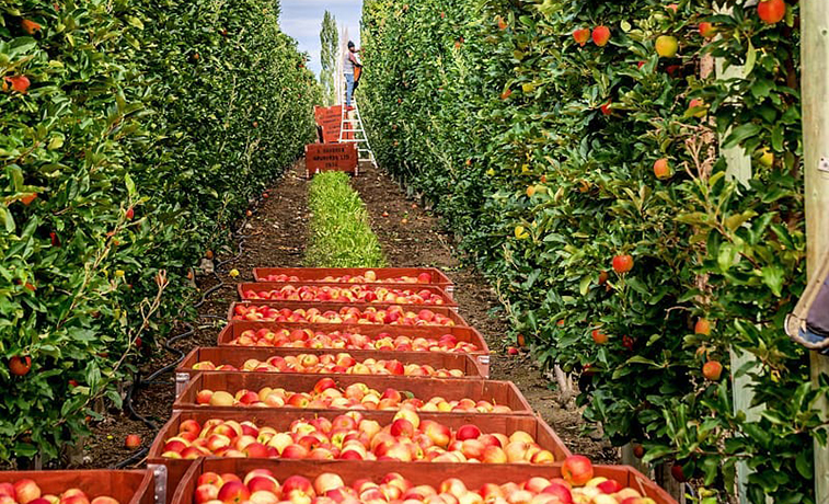 Sandher Fruit Packers, Kelowna, BC