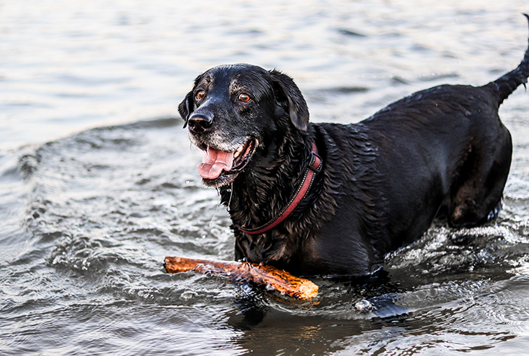Labrador Retriever | Photo: Jeremy Perkins