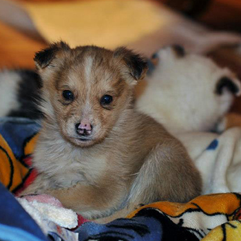 Happy Valley-Goose Bay SPCA, Labrador