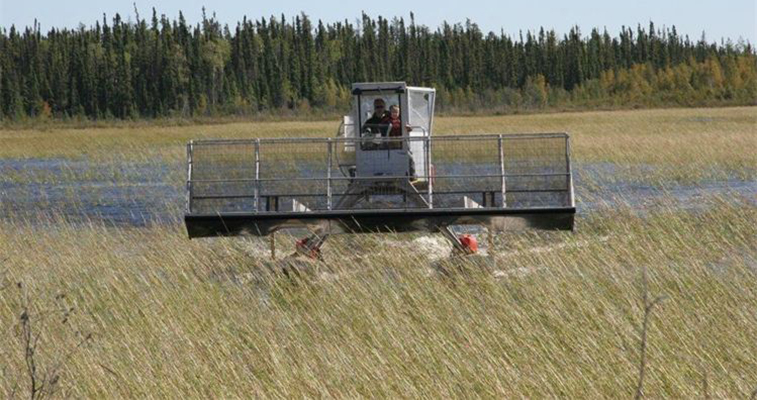 Picking wild rice at Naosap Harvest in Cranberry Portage, Manitoba