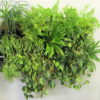 Plant shelves from Pro Plant Care, Lethbridge, Alberta
