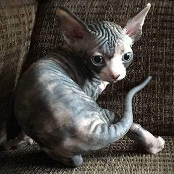 Sphinx Canada Kittens, Windsor, Ontario