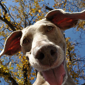 Urban Canine, Winnipeg, Manitoba