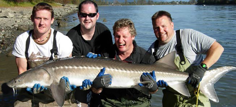 Sturgeon fishing  |  Photo: Streamline Guiding