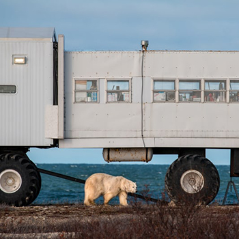 Polar bear tours with Adventure Smith Explorations in Churchill, Manitoba